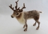 Reindeer.