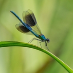 9 01 -Male demoiselle displaying