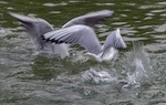 Gulls fighting for food
