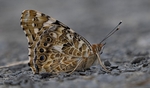 7. Painted Lady Butterfly - Wings Closed