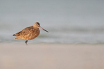 Marbled Godwit sea and sand, Fort De Soto Park, Florida