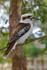 Laughing Kookaburra perched in a tree in a park at Port Stephens