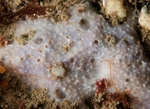 Dysidea pallescens