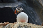 Puffin