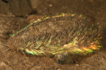 Aphrodite aculeata