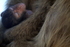 Barbary Macaque resting  (Macaca sylvanus) Grooming on the Rock of Gib