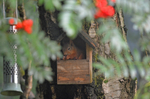 Red Squirrel