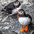 BBW-03-Puffin Pair