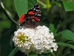 Red Admiral
