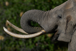 Elephant drinking