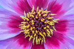 20th August Dahlia Flo...