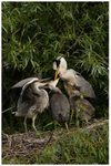 Grey Heron feeding Young 