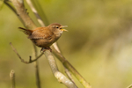 Wren - RSPB Minsmere