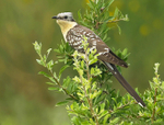 Great Spotted Cuckoo