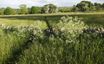 Bonsall Moor wild flower meadow 1
