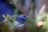 The Common Frog _ RAP010