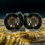 Cut & Polished Whitby Ammonite 039
