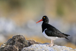 Magellanic Oystercatcher, Carcass Island, Falklands