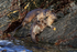 Marine Otters, Chanaral Island, Chile
