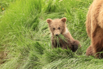 Brown Bear cub with mouthful of grass, Silver Salmon Creek, Alaska