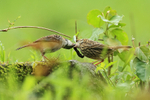 Rufous-collared Sparrow portfolio