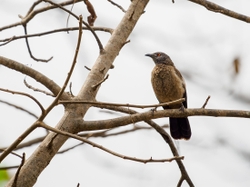 Brown Babbler