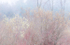 SPRING FOG - LONG POINT PP