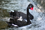 DW37 - Cygnet family enjoying the weir at Dawlish