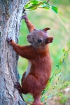 Red Squirrel