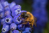 Andrena nigroaenea (m)