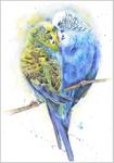 Budgies in love Fine Art Print 562