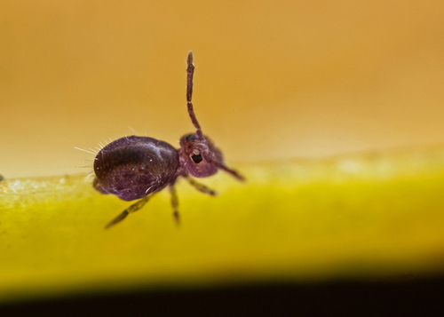 [i]Dicyrtoma fusca[/i]. On the underside of a fallen leaf. Warwickshire, October 2013. A juvenile.