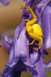 Crab Spider - Misumena vaita RPNP0663