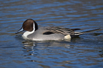 Pintail