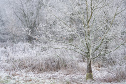 Cold Oak