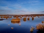 Thorne Moors