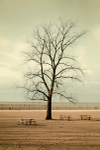 bare [vintage]