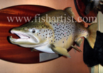 13lb 2oz Waitahanui Jack Brown Trout.