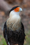 Caracara-236