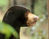 Sun Bear close profile, Cambodia