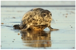 Seal Pup at Low Tide