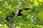 Yellow-throated Toucan perched high in a tree at Leaves and Lizards