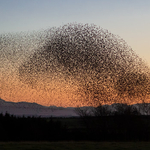 Starlings