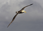 Waved Albatross
