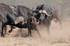 Herd assisting young Buffalo