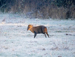 Reeves' Muntjac