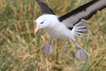 Black-browed Albatross landing close, West Point Island, Falklands