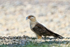 Yellow-headed Caracara with food, Costa Rica