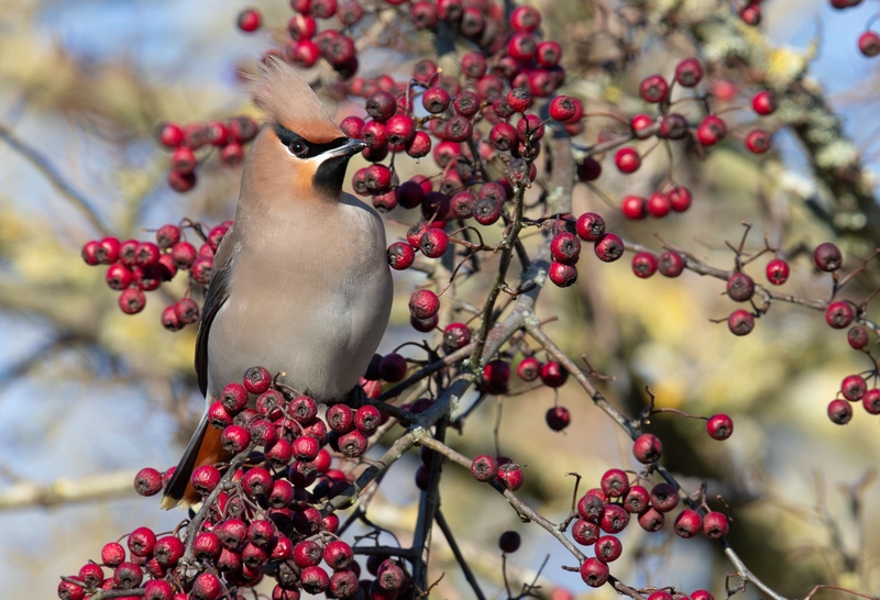 Waxwing - Hassop - Derbyshire