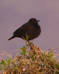 Sooty Chat (female) perched on top of a bush